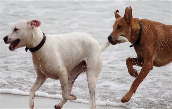 什么是狂犬病 狂犬病的潜伏期有多长