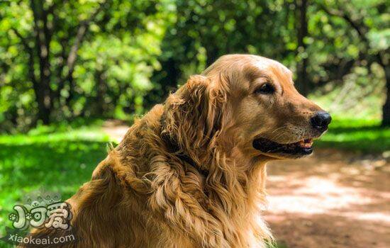 犬布鲁氏菌病如何治疗 波状热会不会传染给人