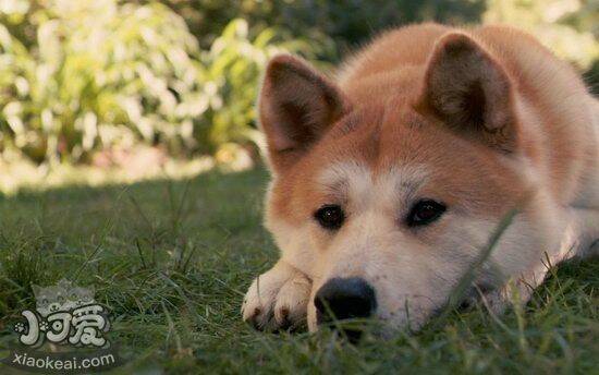 秋田幼犬得了细小怎么办 秋田幼犬得了细小治疗方法