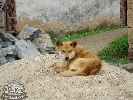 中华田园犬吃土怎么回事 土狗吃土原因及解决方法