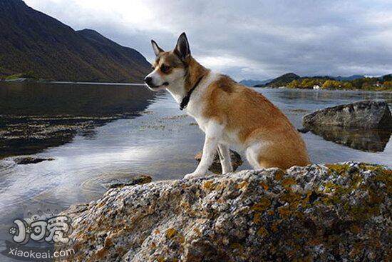 挪威伦德猎犬有耳螨怎么治疗 挪威伦德猎犬耳螨治疗方法