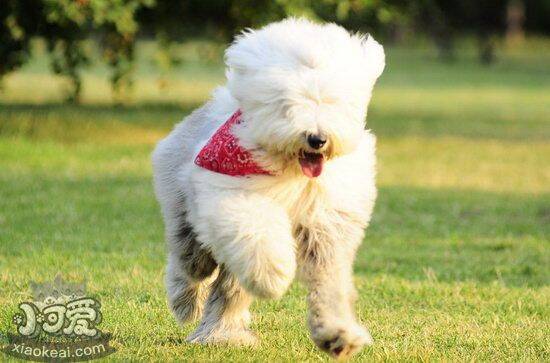 古牧得了犬瘟怎么治 英国古代牧羊犬犬瘟热治疗方法