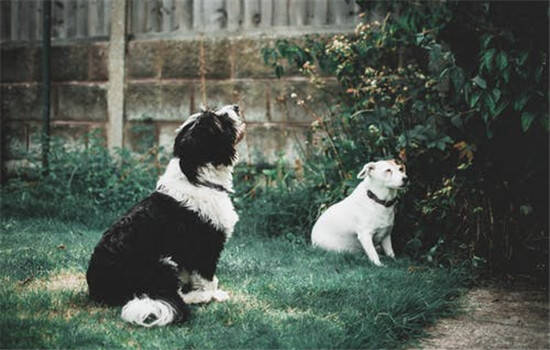 如何预防狂犬病 一定要从生活中预防