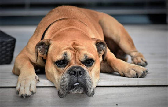狗温热是怎么引起的 狗瘟热的症状是什么