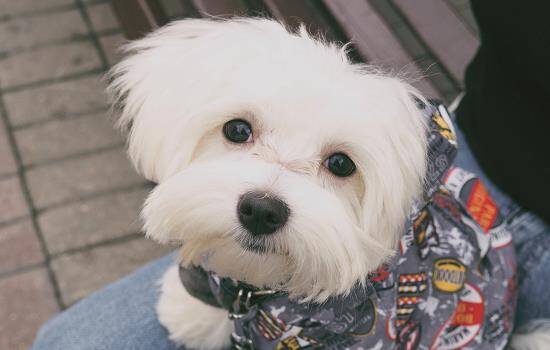 狗狗拉稀了怎么办幼犬