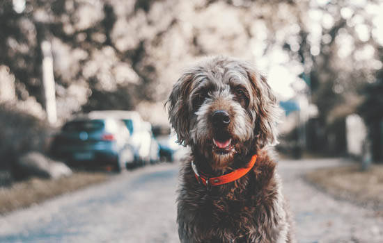 怎么知道犬蛔虫已除尽