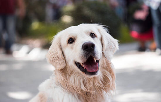 狂犬病发作症状 关于狂犬病的预防要知道的事