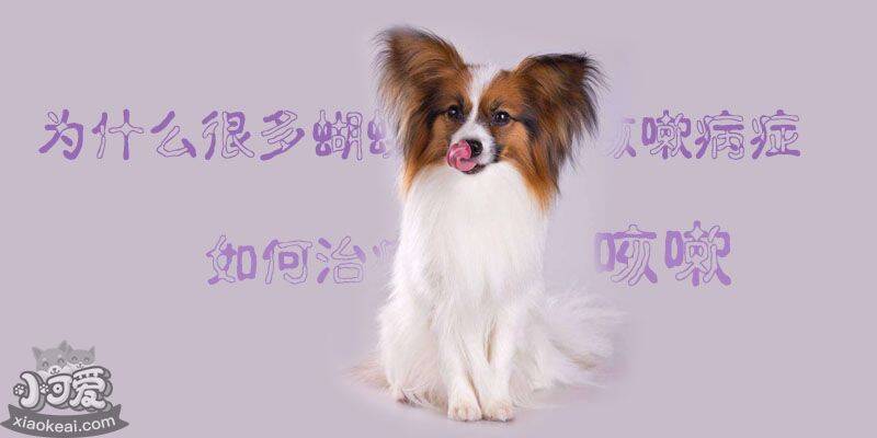 为什么很多蝴蝶犬都有咳嗽病症 如何治疗蝴蝶犬咳嗽