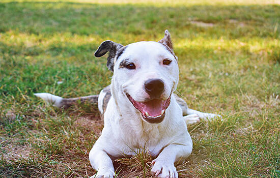 犬骨炎怎么用药 犬骨炎需要截肢吗