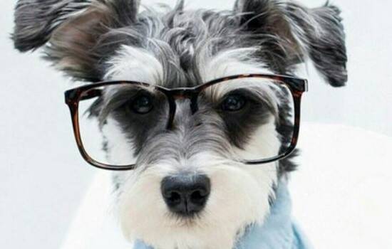 狗狗结膜炎症状 狗狗的眼睛要小心保护啊