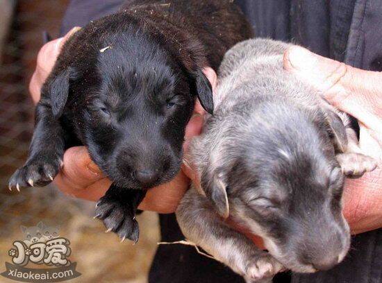 细犬狂犬病症状有哪些 中国细犬狂犬病预防治疗方法