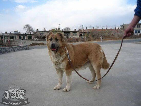 高加索犬发烧怎么办 高加索犬发烧解决方法