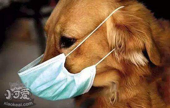 狗狗流黄鼻涕是怎么了 狗狗会流黄鼻涕的几种原因