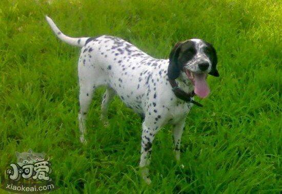 波音达猎犬拉稀怎么办 波音达猎犬拉肚子解决方法