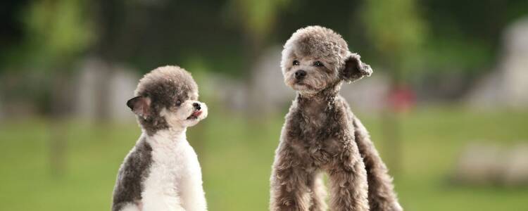 贵宾犬拉肚子吃什么药 根据步骤来吧