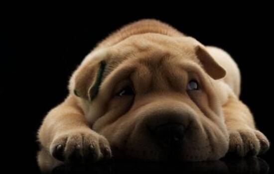 狗狗患慢性肠炎症有哪些 狗狗的慢性肠炎的问题是很严重的