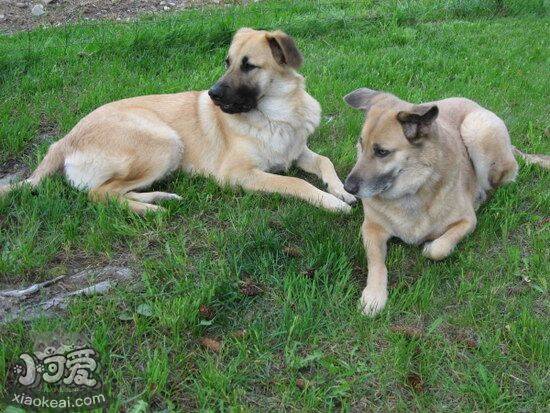 奇努克犬中暑怎么办 奇努克犬中暑症状和急救方法