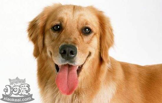 金毛有眼屎是什么原因 狗狗身体可能出现疾病了哦