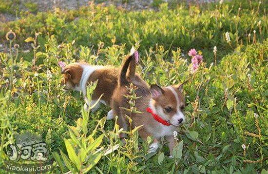 挪威伦德猎犬怎么驱虫 挪威伦德猎犬驱虫方法