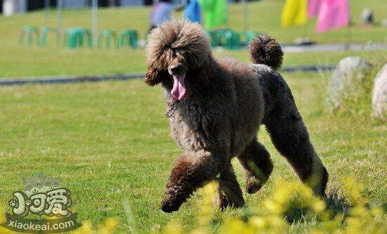 巨型贵宾犬感冒吃什么药好 巨型贵宾犬感冒治疗方法