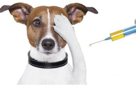 犬疫苗在什么情况下失效 打了真疫苗也可能失效！