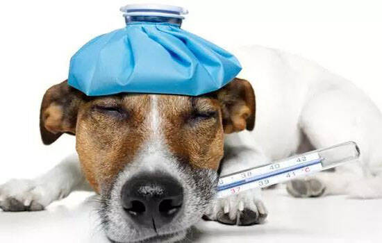 狗狗不打疫苗可以吗 没打疫苗的狗也活得好好的？
