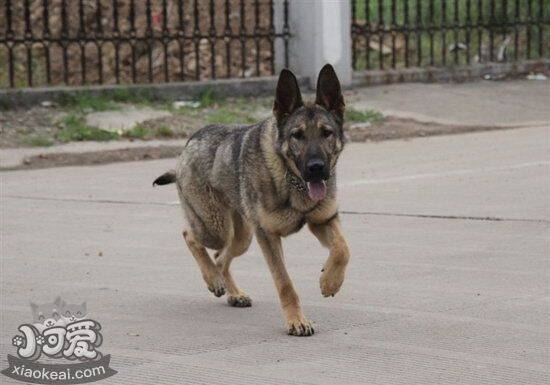 昆明犬患皮肤病怎么治 昆明犬皮肤病治疗方法