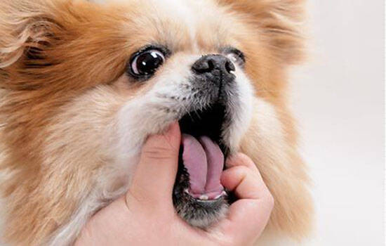狗狗眼里有红色线虫一样的东西 是不是线虫？