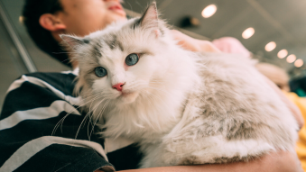 吐槽:布偶猫“白送”给我都不要,实在太难养了